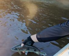 Foto de operação de fiscalização da Piracema do IAT