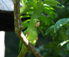 Foto de ave silvestre paranaense