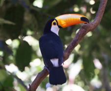 Foto de ave silvestre paranaense