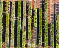 Foto de viveiro de mudas do IAT