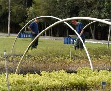 Foto de viveiro de mudas do IAT