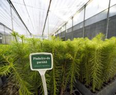 Foto de viveiro de mudas do IAT