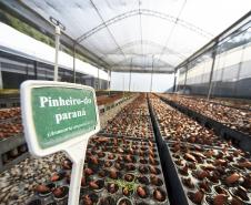 Foto de viveiro de mudas do IAT