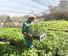 Foto de produção de mudas do IAT