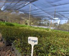 Foto de viveiro de mudas do IAT