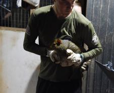 Foto de soltura de pacas e cotias