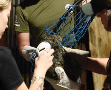 Foto de soltura de pacas e cotias