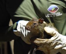 Foto de soltura de pacas e cotias