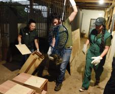 Foto de soltura de pacas e cotias