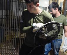 Foto de soltura de pacas e cotias