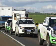 Foto de soltura de pacas e cotias