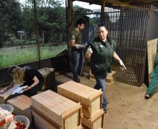 Foto de soltura de pacas e cotias