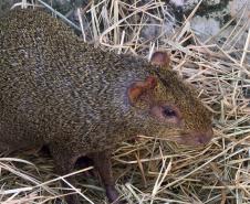 Foto de soltura de pacas e cotias