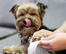 Foto de cachorro em parque