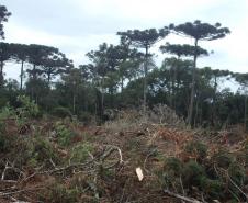 Foto de paisagem no Paraná