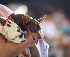 Foto de evento de castração do Castrapet