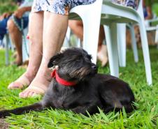 Foto de cachorro em parque