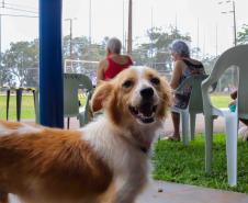 Foto de cachorro em parque