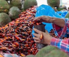 Foto de coleta do pinhão