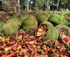 Foto de coleta do pinhão