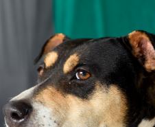 Foto de cachorros sendo vacinados