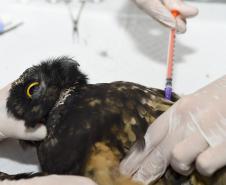 Foto de animal em tratamento