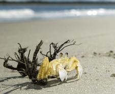 Foto de caranguejo em praia