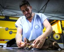 Foto de animal em tratamento