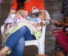 Foto de animal em tratamento