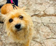 Foto de cachorros sendo vacinados
