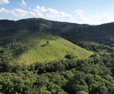Foto de área de nova UC do Paraná