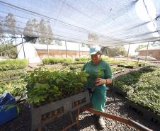 Foto de cultivo de mudas no IAT