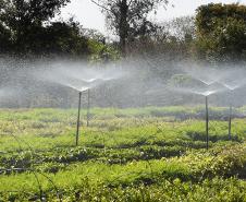 Foto de cultivo de mudas no IAT