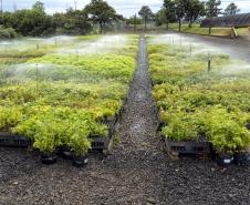 Foto de cultivo de mudas no IAT