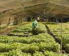 Foto de cultivo de mudas no IAT