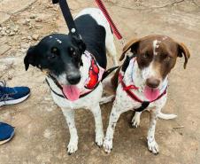 Foto de animais atendidos pelo CastraPet Paraná