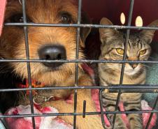 Foto de animais atendidos pelo CastraPet Paraná