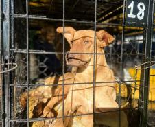 Foto de animais atendidos pelo CastraPet Paraná