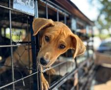 Foto de animais atendidos pelo CastraPet Paraná