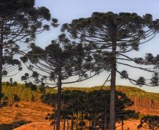 Foto de Araucárias