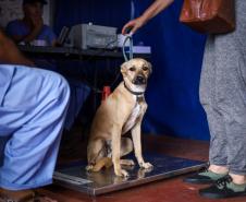 Foto de cachorros em ações do Castrapet