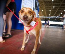 Foto de cachorros em ações do Castrapet