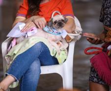 Foto de cachorros em ações do Castrapet