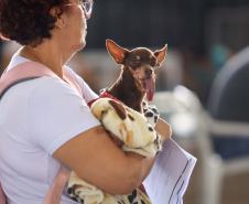Foto de cachorros em ações do Castrapet