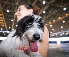 Foto de cachorros em ações do Castrapet
