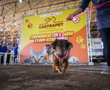 Foto de cachorros em ações do Castrapet