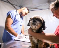 Foto de cachorros atendidos pelo CastraPet Paraná