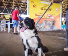 Foto de cachorros atendidos pelo CastraPet Paraná