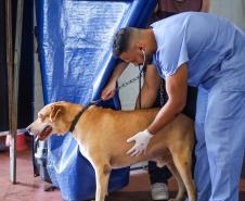 Foto de cachorros atendidos pelo CastraPet Paraná