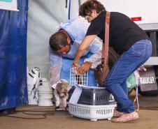 Foto de cachorros atendidos pelo CastraPet Paraná